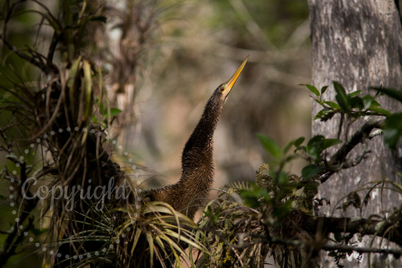 Anhinga 20080223-9631