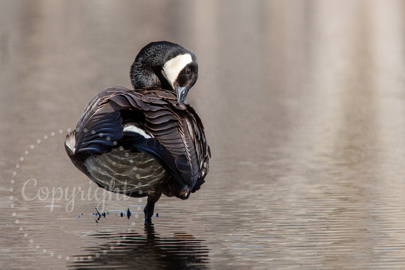 Canada Goose 20190424-9862