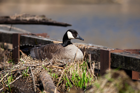 Canada Goose 20190424-9963