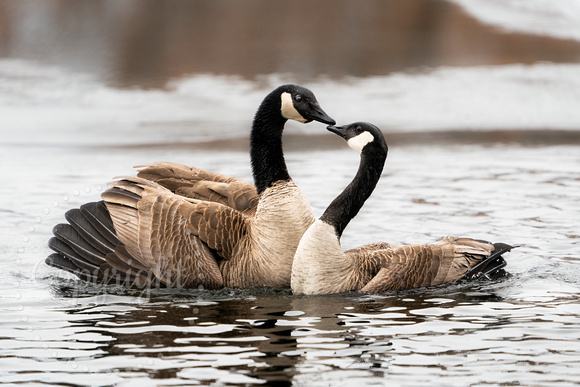 Canada Goose 20230305-30861