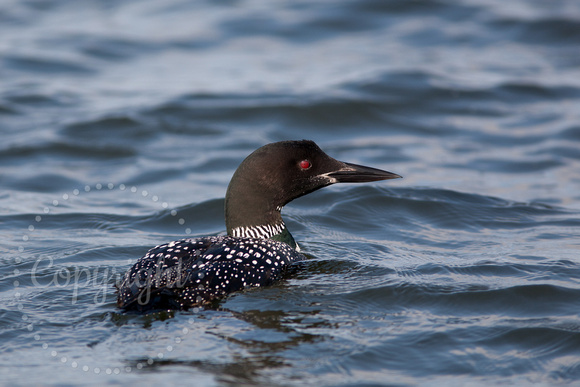 Common Loon 20090902-3260