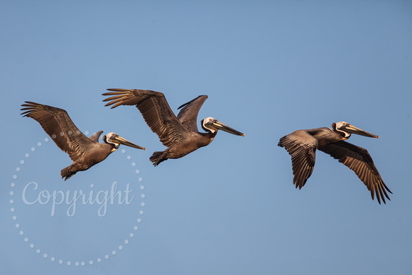 Brown Pelican 20130501-7637