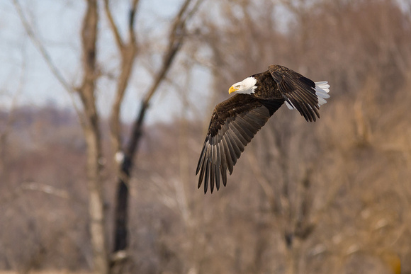 6c - Bald Eagle