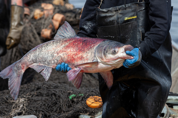 8b - Commercial fisher with invasive bighead carp.