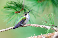 2d - Ruby-throated Hummingbird