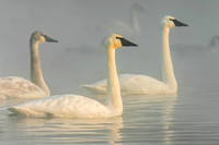 5a - Trumpeter Swans