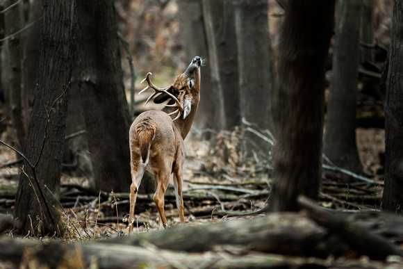 2c - White-tailed Deer