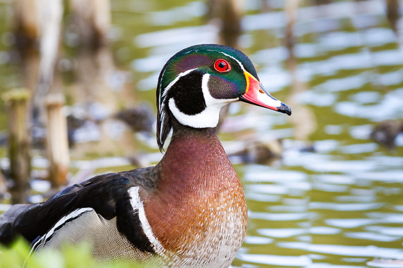 6d - Wood Duck