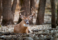 1a - White-tailed Deer
