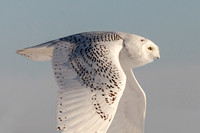 2b - Snowy Owl