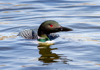8a - Common Loon