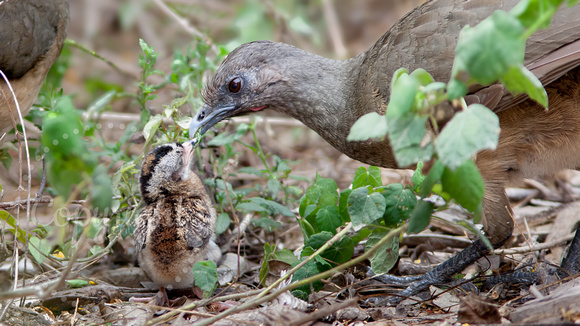 Chachalaca, Plain 20130427-5954