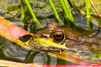 Green Frog 20060824-2224