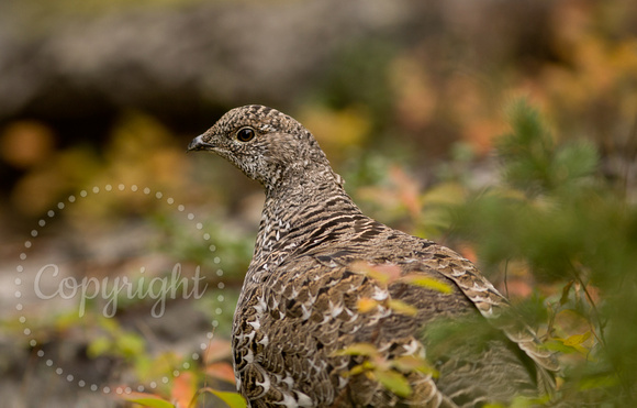 Dusky Grouse 20070918-4043