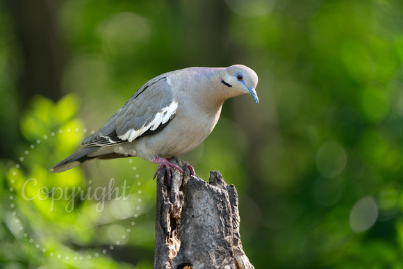 White-winged Dove 20230416-34419