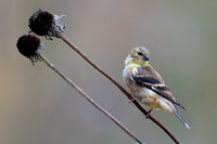 American Goldfinch 20221024-DS302927