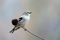 American Goldfinch 20221024-DS302903