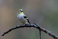 American Goldfinch 20221024-DS302802