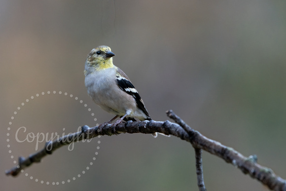 American Goldfinch 20221024-DS302802