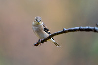 American Goldfinch 20221024-DS302791