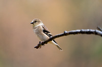 American Goldfinch 20221024-DS302790