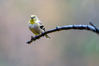 American Goldfinch 20221024-DS302763