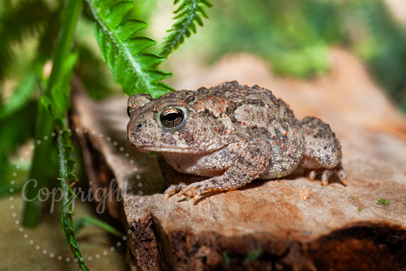American Toad IMG_5350