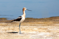 American Avocet 20110724-7662