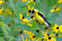 American Goldfinch 20230905-39389