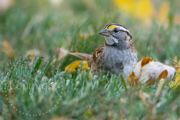 White-throated Sparrow 20221022-302549