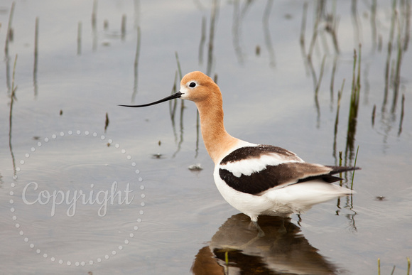 American Avocet 20100609-3230