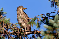Black-crowned Night Heron 20190711-0135