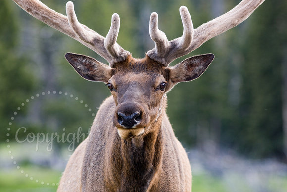 Elk (Wapiti) 20070608-8297