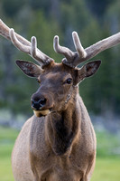 Elk (Wapiti) 20070608-8299