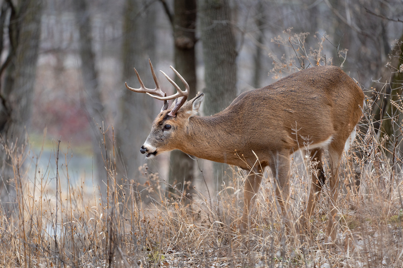 White-tailed Deer 20201222-03744