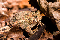 American Toad 20050827-7620