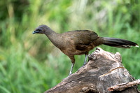 Chachalaca, Plain 20230414-33154