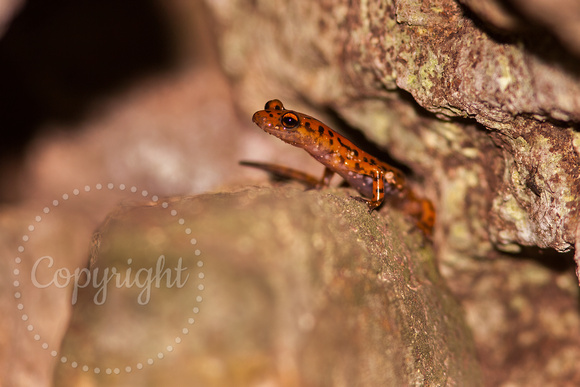 Cave Salamander 20151001-IMG_2571
