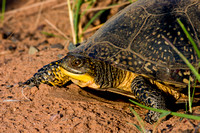 Blandings Turtle 20060606-0651