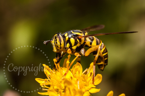 Hover Fly 20140913-3747