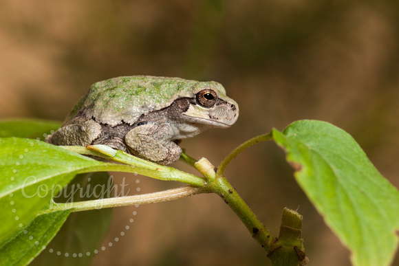 Gray Treefrog 20110912-0427