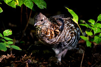Grouse, Ruffed 20210907-301455