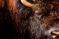 Bison 20120601-0383