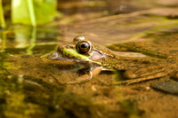 Green Frog 20070826-2905