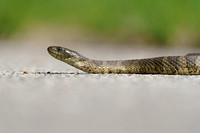 Common Watersnake 20240510-38840