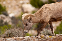 Bighorn Sheep 20070924-5406