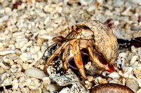 Hermit Crab 20080221-9050