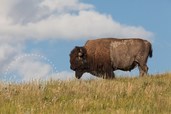 Bison 20130726-1050