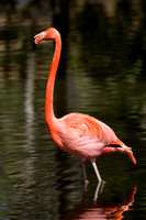 American Flamingo (captive) 20080227-0386
