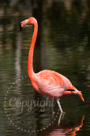 American Flamingo (captive) 20080227-0386
